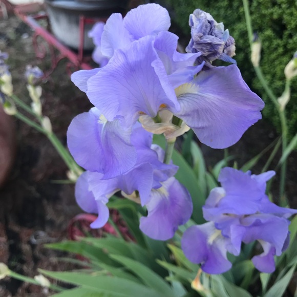 Meet your Posher, Lfc - Picture 4 of 4